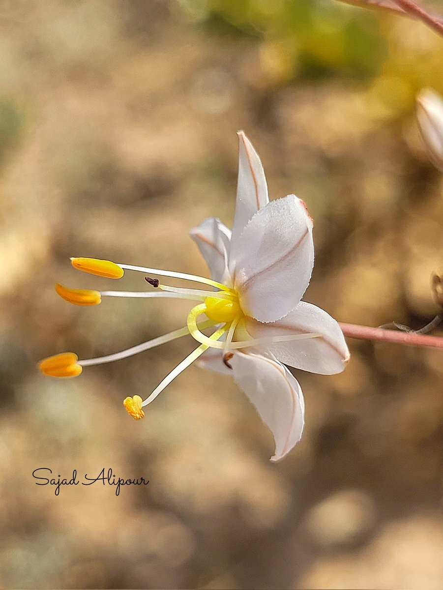 Eremurus olgae Regel
Asphodelaceae
Zanjan, Iran
June 2025
Elevation 1500m
#eremurus #botanica #wildflower #flowers