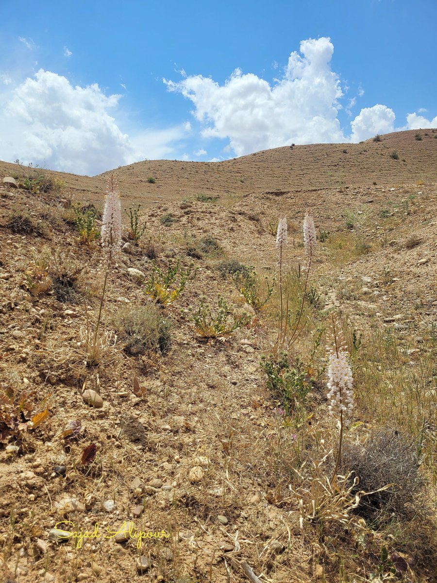 SajadAlipour98's tweet photo. Eremurus olgae Regel
Asphodelaceae
Zanjan, Iran
June 2025
Elevation 1500m
#eremurus #botanica #wildflower #flowers https://t.co/wzVp4KGCwl