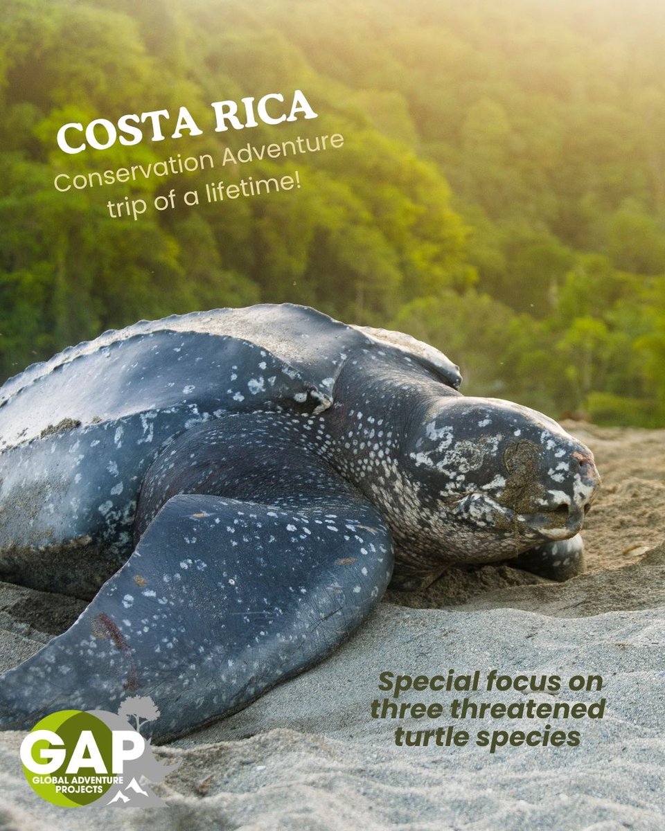 🌴🐢 𝐂𝐨𝐬𝐭𝐚 𝐑𝐢𝐜𝐚 𝐀𝐝𝐯𝐞𝐧𝐭𝐮𝐫𝐞 + 𝐓𝐮𝐫𝐭𝐥𝐞 𝐂𝐨𝐧𝐬𝐞𝐫𝐯𝐚𝐭𝐢𝐨𝐧
📅 26 Jul – 9 Aug 2026
Join Global Adventure Projects in protecting 🐢 leatherback, green &amp; hawksbill turtles, while exploring volcanoes, rainforest &amp; coast!
🔗gapafricaprojects.com/26-cra-4724-in…
