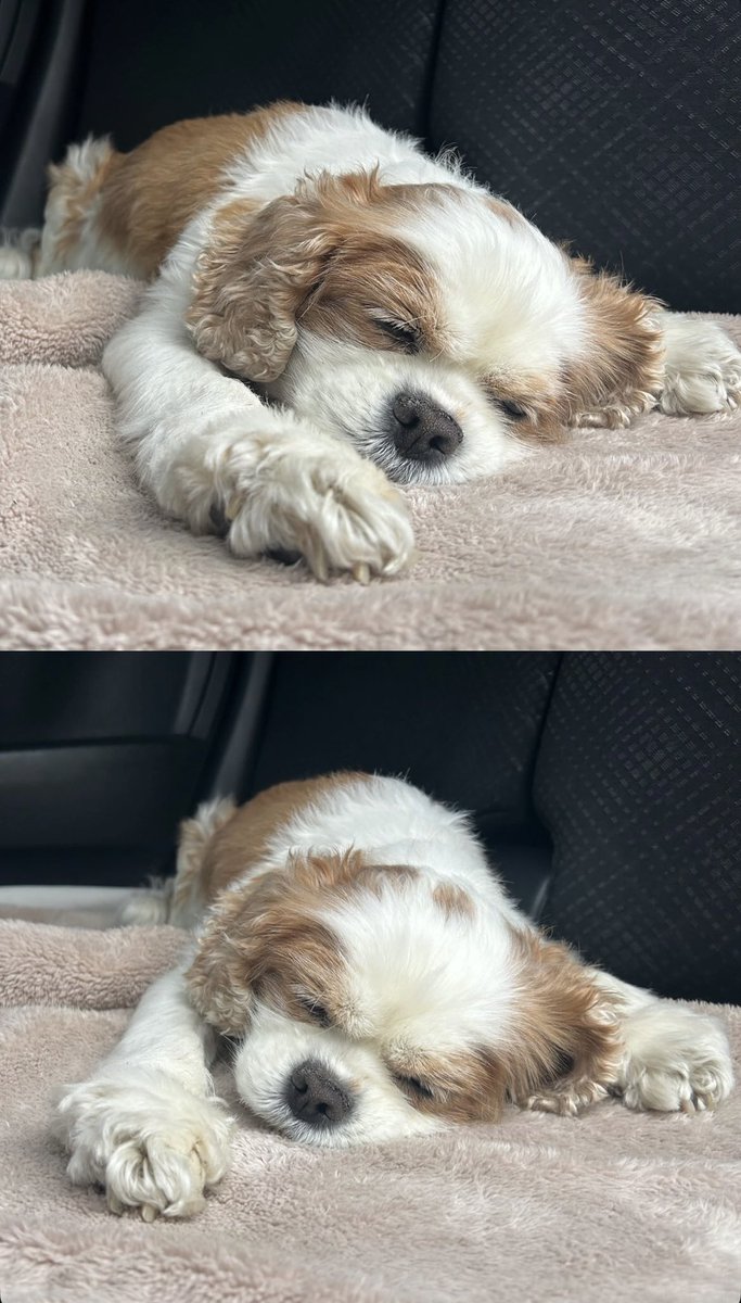 _20110321's tweet image. 車から荷物下ろしてる数分の間に溶けるように寝ちゃった小春さん
癒される寝顔🥹