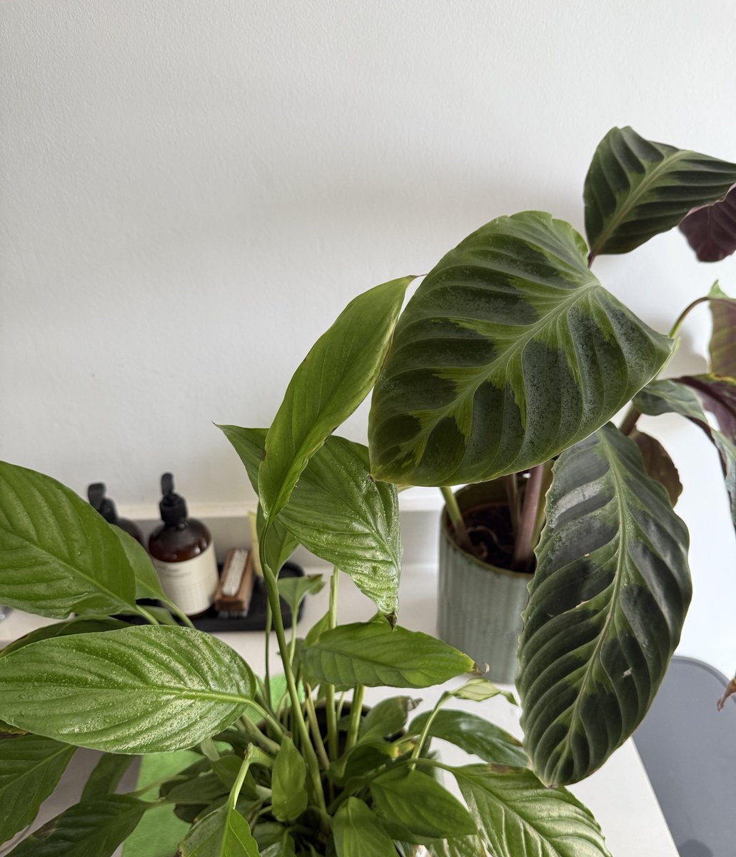 With this weather they’re literally doing the most