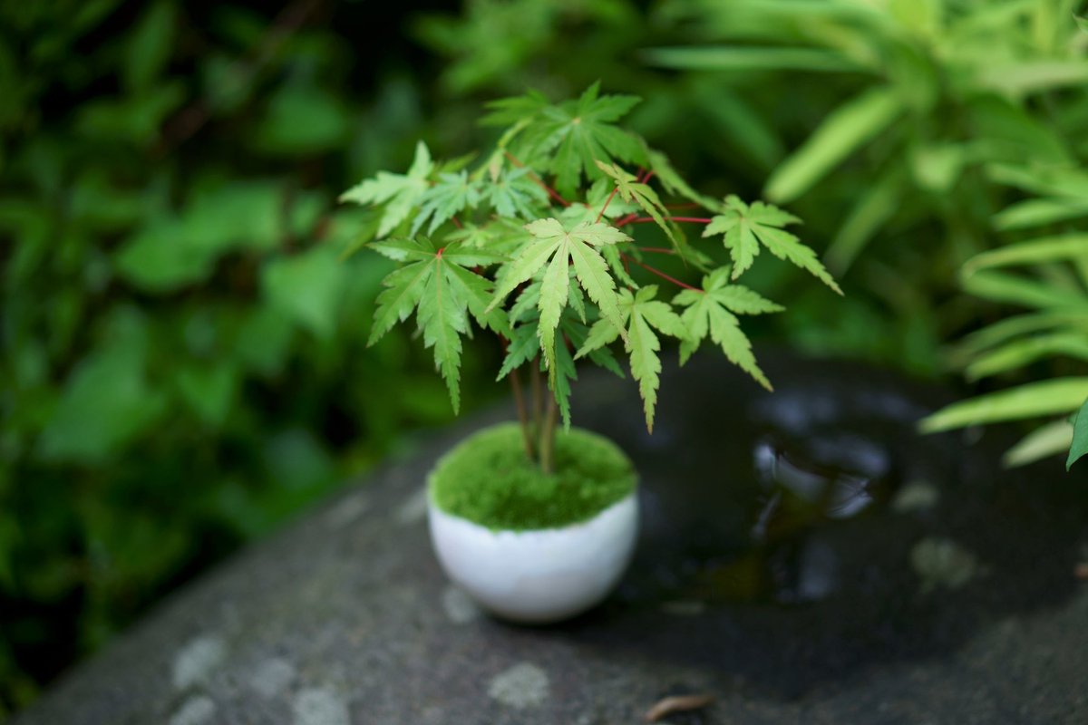 石木花|sekibokka (@sekibokka) / Posts / X