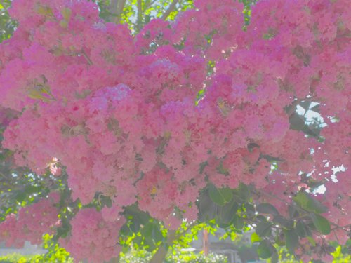 kawakamitakeru's tweet image. kawakamitakeru.wixsite.com/photograph/flo…                                                   #Japan
