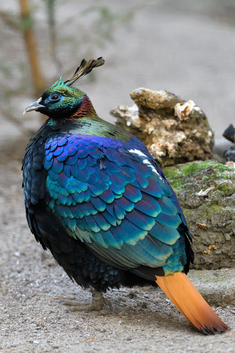 HighlandWPark's tweet image. With their iridescent plumage, male Himalayan monals are breathtakingly beautiful 🦚
Found across the high-altitude forests and alpine meadows of India, Nepal, Bhutan and Tibet, it plays a vital role in the ecosystem, foraging for roots, insects and seeds in the undergrowth 🪱