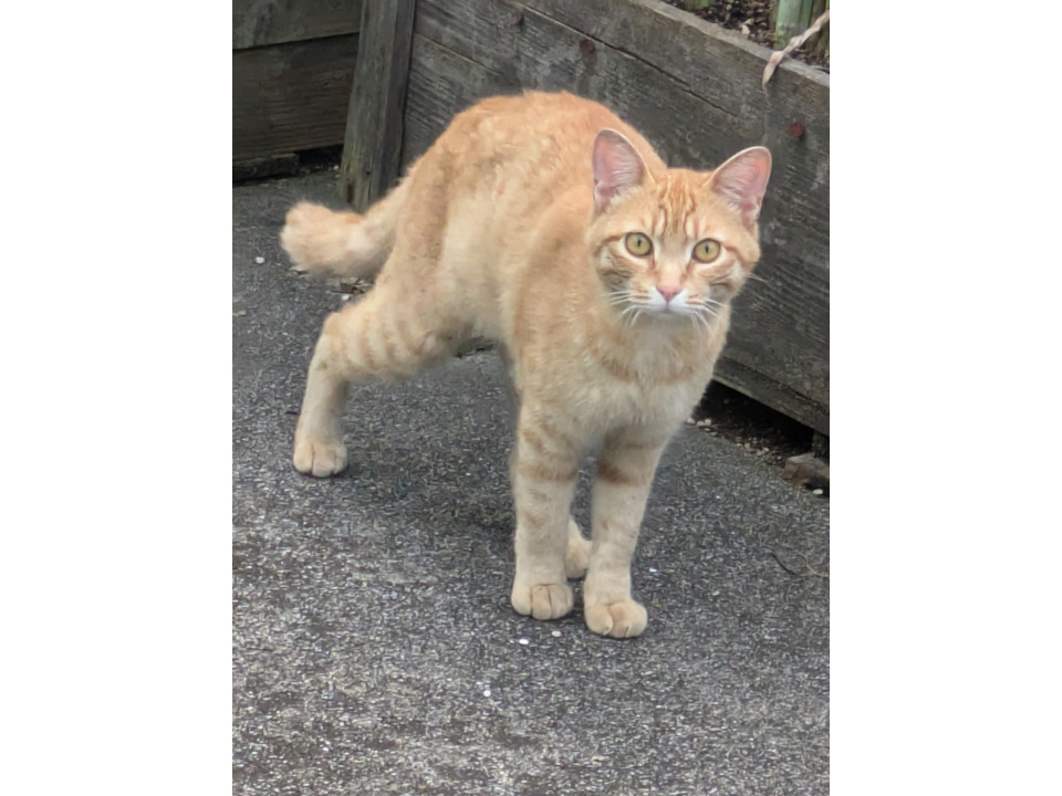 踏ん張り方を見習い中(茶トラ) ネコジルシ】迷い猫情報 on X: 