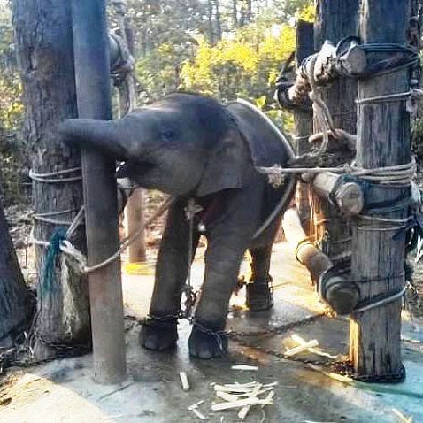 stae_elephants's tweet image. The Animals (Low-Welfare Activities Abroad) Act became law 22 months ago. But now powerful travel businesses are intensifying their lobbying of Government to undermine the law. Send letter to the Secretary of State - zurl.co/ve3Ly