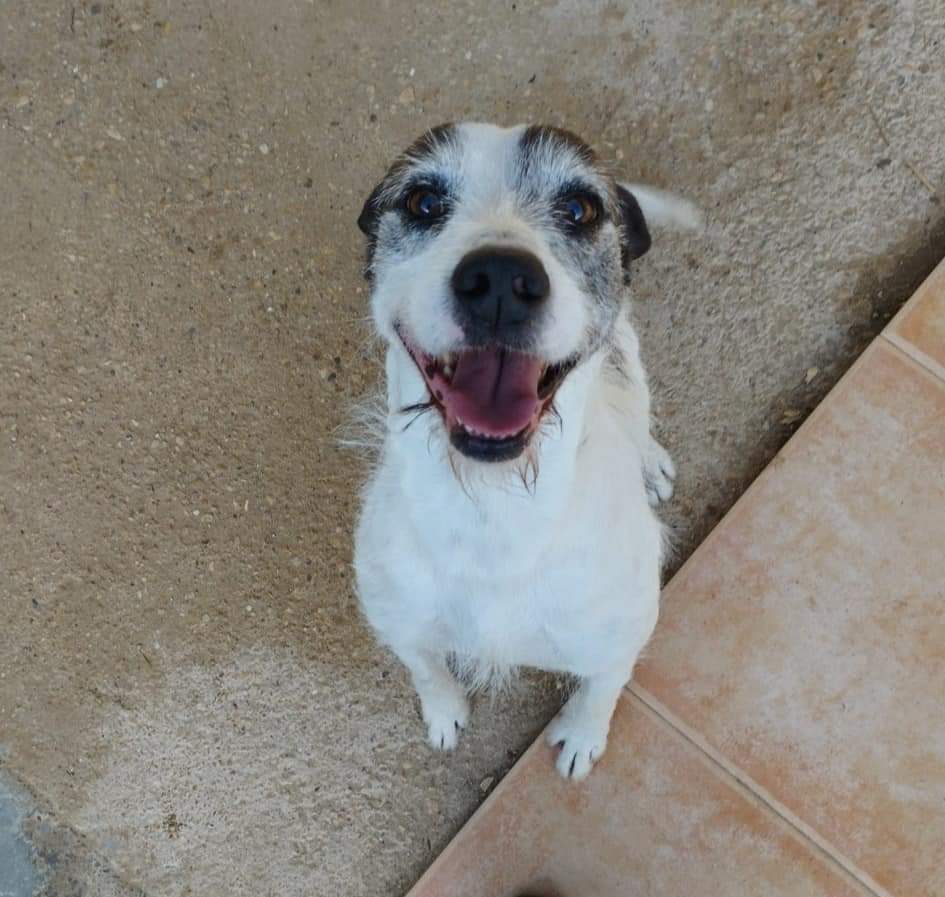 EN #ADOPCIÓN. #VALENCIA.

ALFRED, es un macho de 4 años muy activo, responde al nombre de Manchitas.

Con chip y vacunas al día. 12 kgs de peso aproximadamente.

Preferiblemente adoptantes con paciencia debido a su carácter.

WhatsApp:📱644 78 11 88