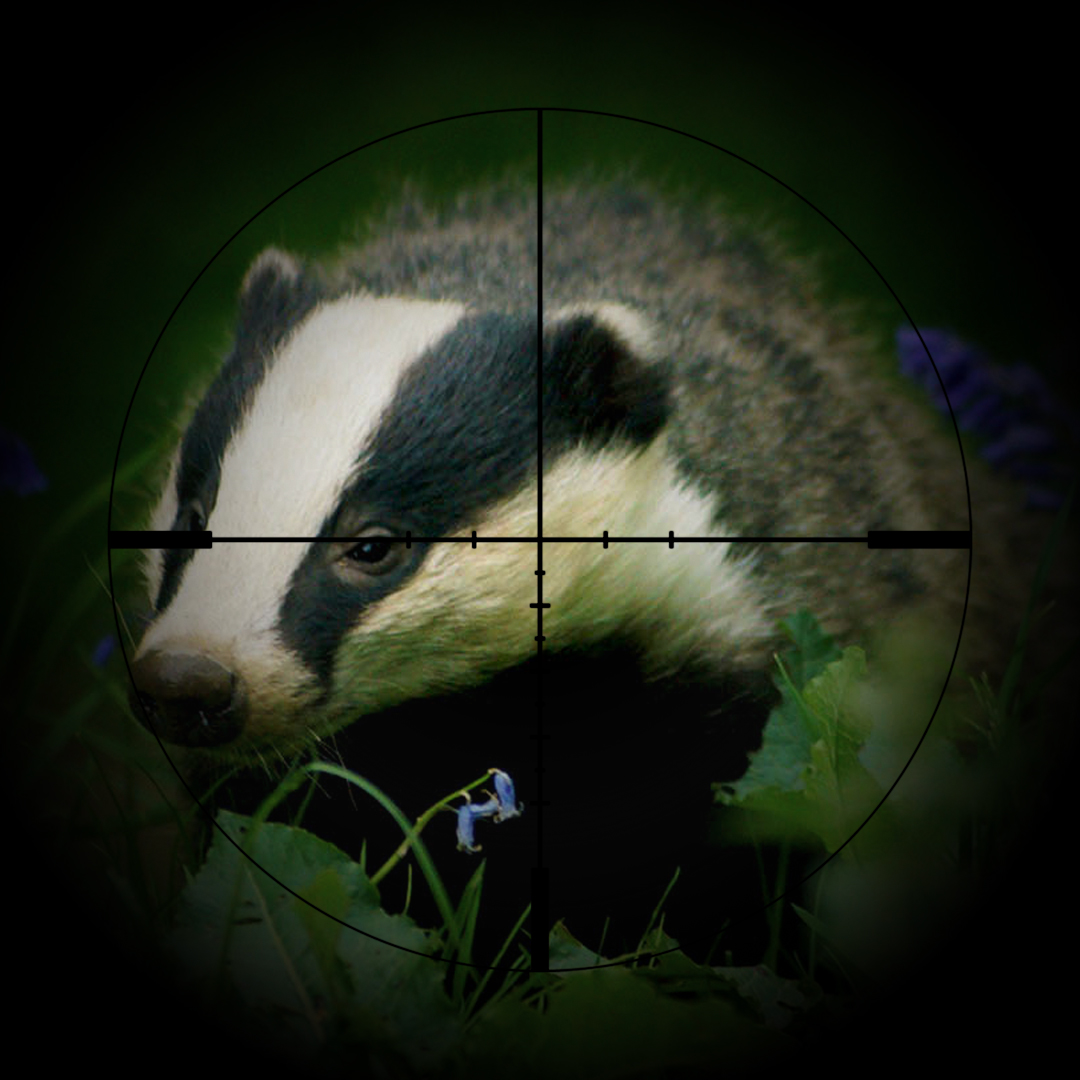 Badgers are being slaughtered. Science doesn’t back the cull.

Share if you want to see the end to the slaughter!
