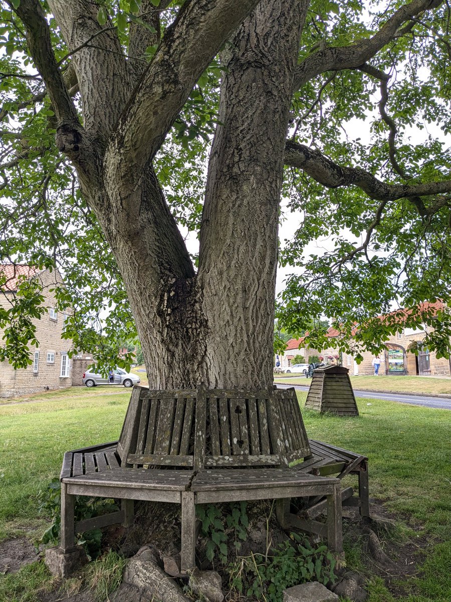 Village Seat
Hutton-le-Hole. North Yorkshire #thicktrunktuesday