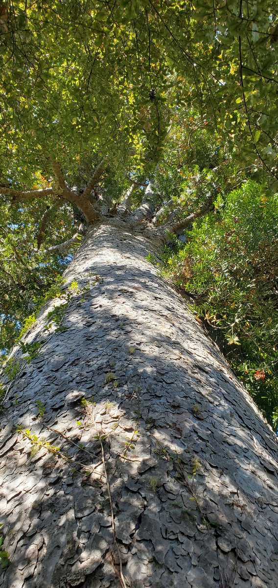 Kauri Rescue tweet media