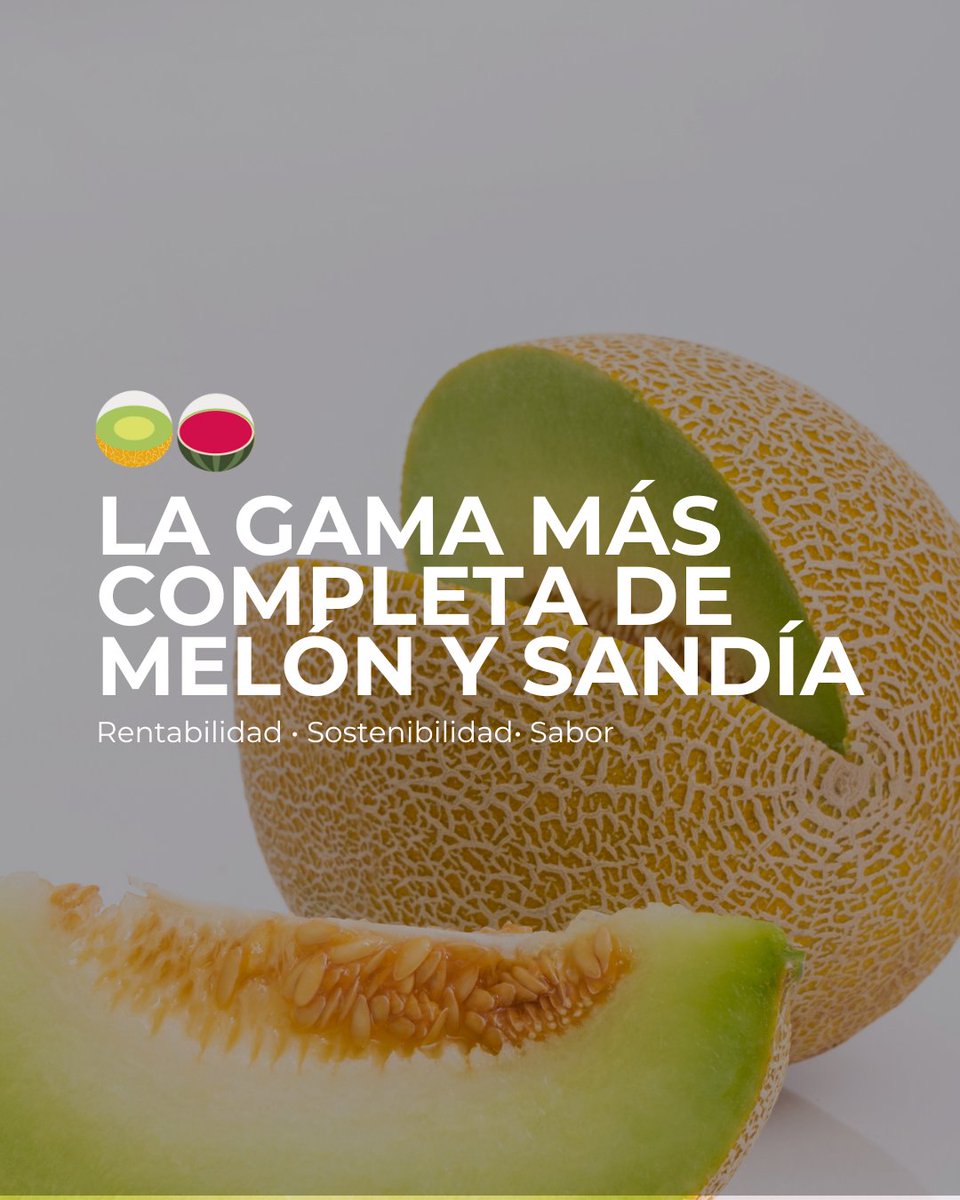 🍈 En #BayerSeminis te ofrecemos la gama más completa de #melón y #sandía : variedades que aseguran rentabilidad, sostenibilidad, sabor para responder a las demandas del mercado.

👉 Descubre nuestro portfolio: loom.ly/0O4xXxY

#CultivaSeminis