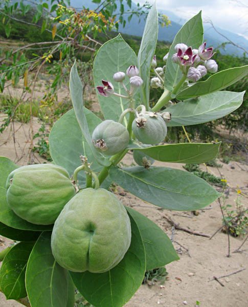 This is Calotropis procera (twi: Mpatu-Asa, yoruba: Ewe Bomubomu, English: sodom Apple). Put it under your feet in your footwears to protect you against any juju/black magic implanted at your doorstep to ruin you.
Those who have stayed with GA chiefs in Ghana can attest to this