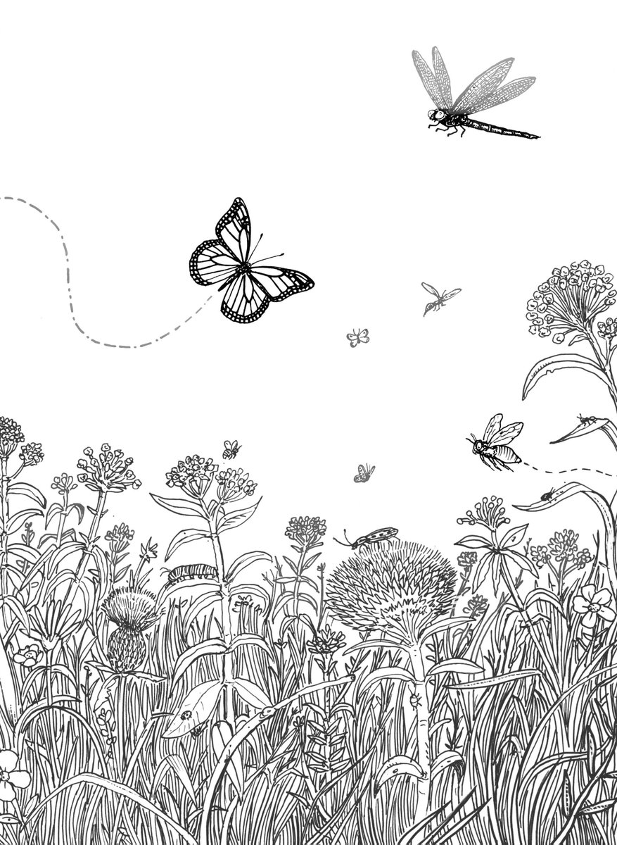 SelfMadeHero's tweet image. Our second title from Spring 2025, a visual, interactive parable for adults and children alike: #MonarchsJourney by @PKuperArt!
🔗 selfmadehero.com/books/monarch-…
#monarchbutterfly #selfmadehero #peterkuper #conservation #coloringbook #indiecomics