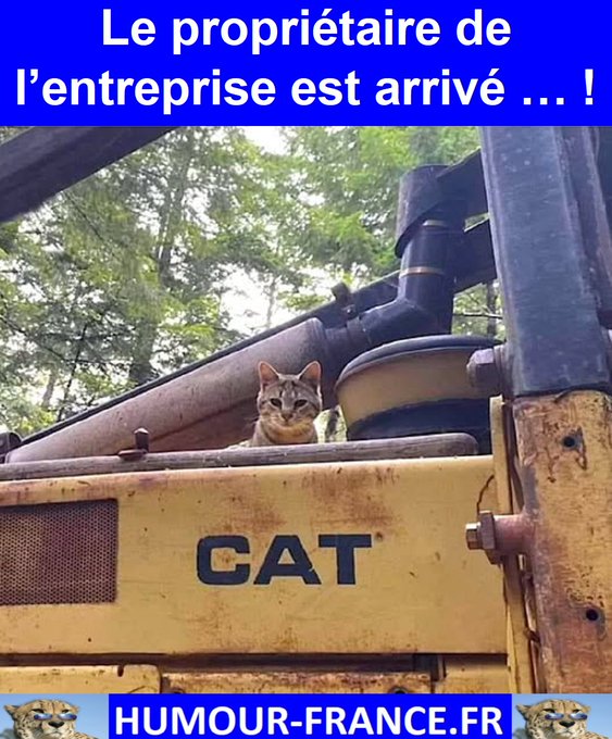 text alternatif