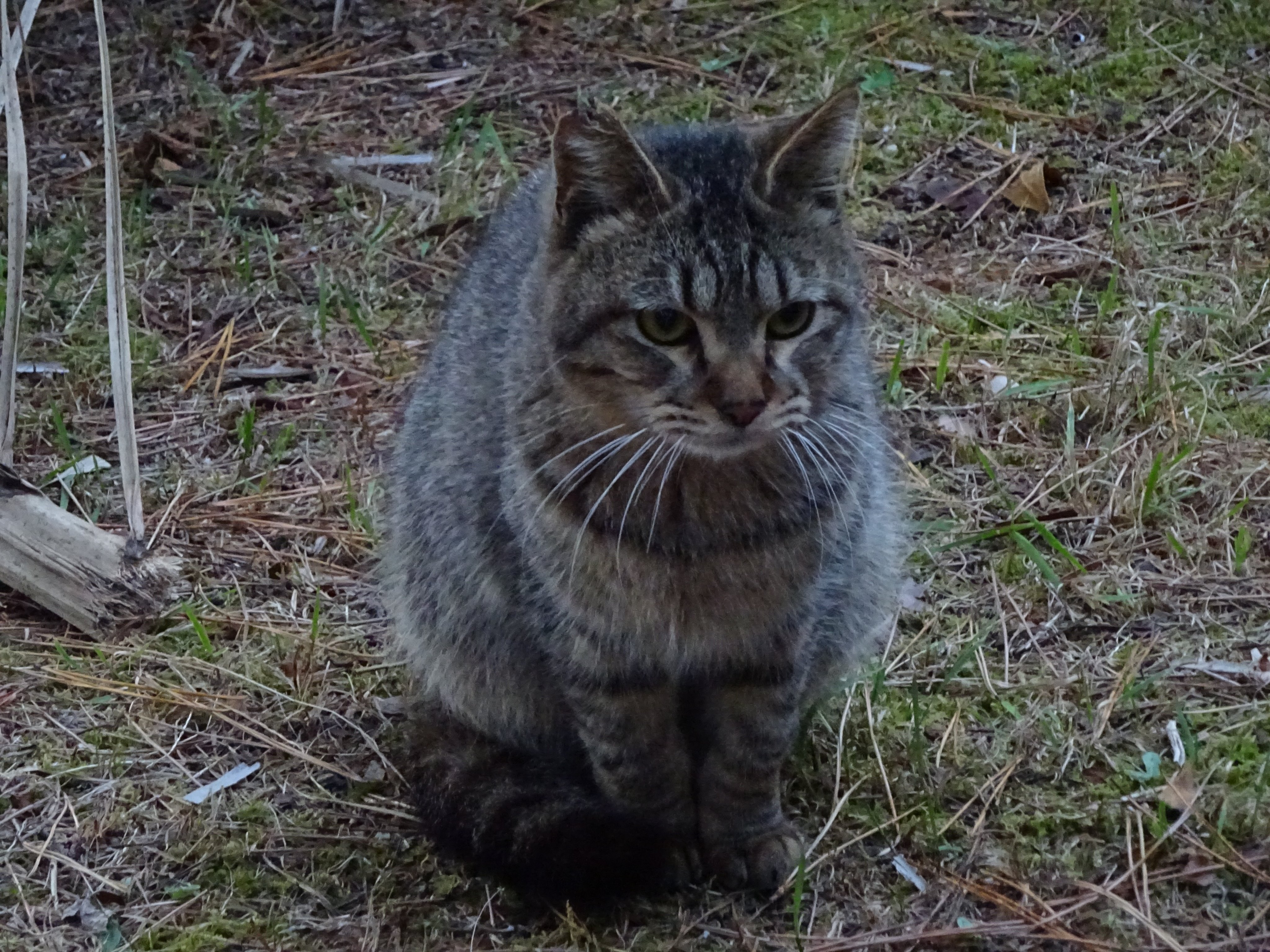 野良猫樣專用。8号送达 野良猫に猫缶 240402 - YouTube