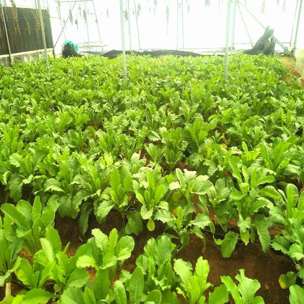Estimation of crop coefficient for radish using digital lysimeter under polyhouse - doi.org/10.14719/pst.8…