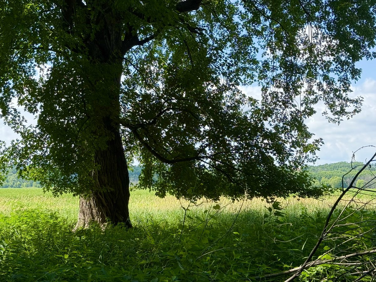 thoughtlungs's tweet image. a place in the shade
#thicktrunktuesday
