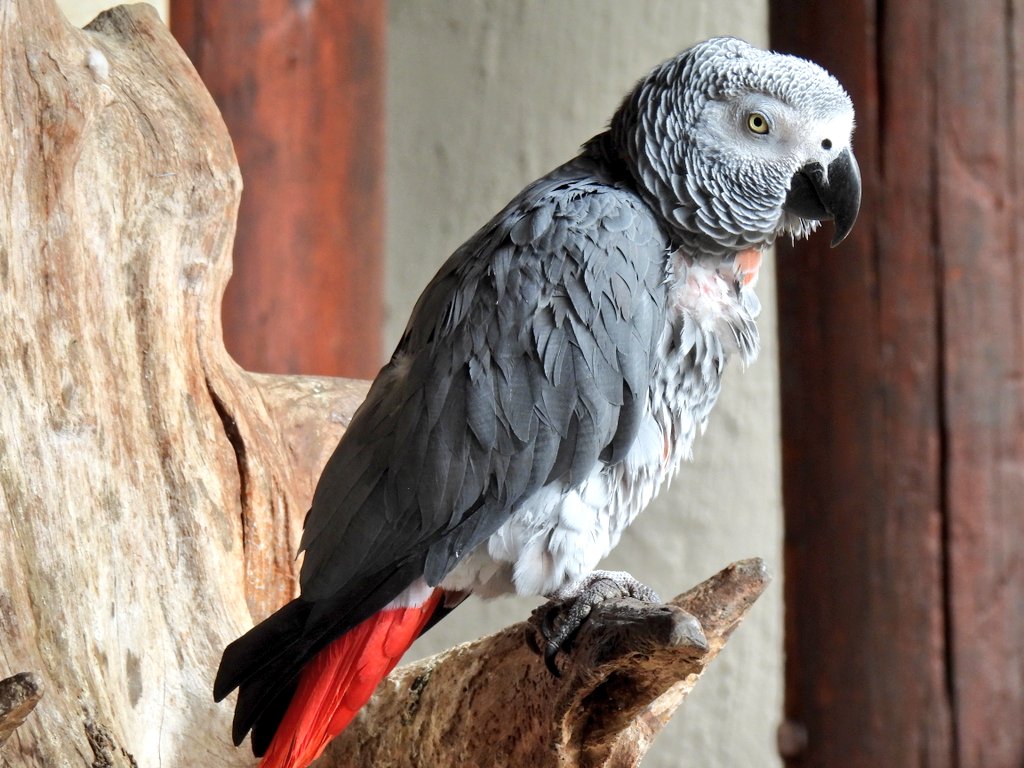 shivgangal_ifs's tweet image. It's the Grey Parrot. Yes, it looks very attractive and appealing. The desire to possess it and hear it sing and talk takes over, but that's where the problem begins. Millions of wild animals across the globe are traded illegally, violently, which deprives these species of the…