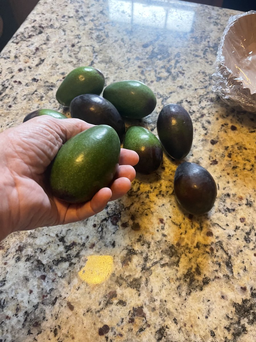 mclseed's tweet image. Starting to get avacodos off our tree.