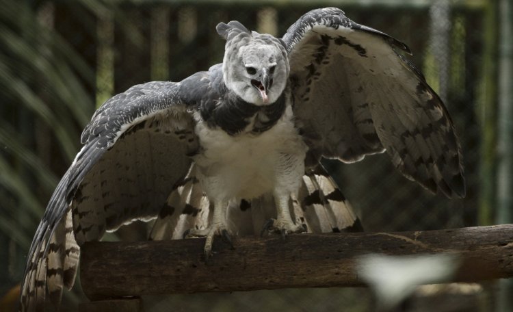 RealClearScience (@rcscience) on Twitter photo Harpy eagles "have a 6.5-foot wingspan and perhaps the largest talons of any bird." One just attacked a woman in the first scientifically documented case. via <a href="/smithsonian/">Smithsonian</a> realclearscience.com/2025/07/15/why… Harpy eagles "have a 6.5-foot wingspan and perhaps the largest talons of any bird." One just attacked a woman in the first scientifically documented case. via <a href="/smithsonian/">Smithsonian</a> realclearscience.com/2025/07/15/why…