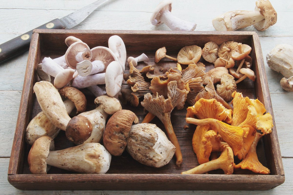 pittsburghparks's tweet image. 🍄Jon us at the FEC tonight to learn about the benefits of medicinal mushrooms at this month's Western PA Mushroom Club meeting!
This month’s speaker is Dr. Michael Beug, professor emeritus at The Evergreen State College, presenting “Medicinal/Culinary Mushrooms”. Dr. Beug will…