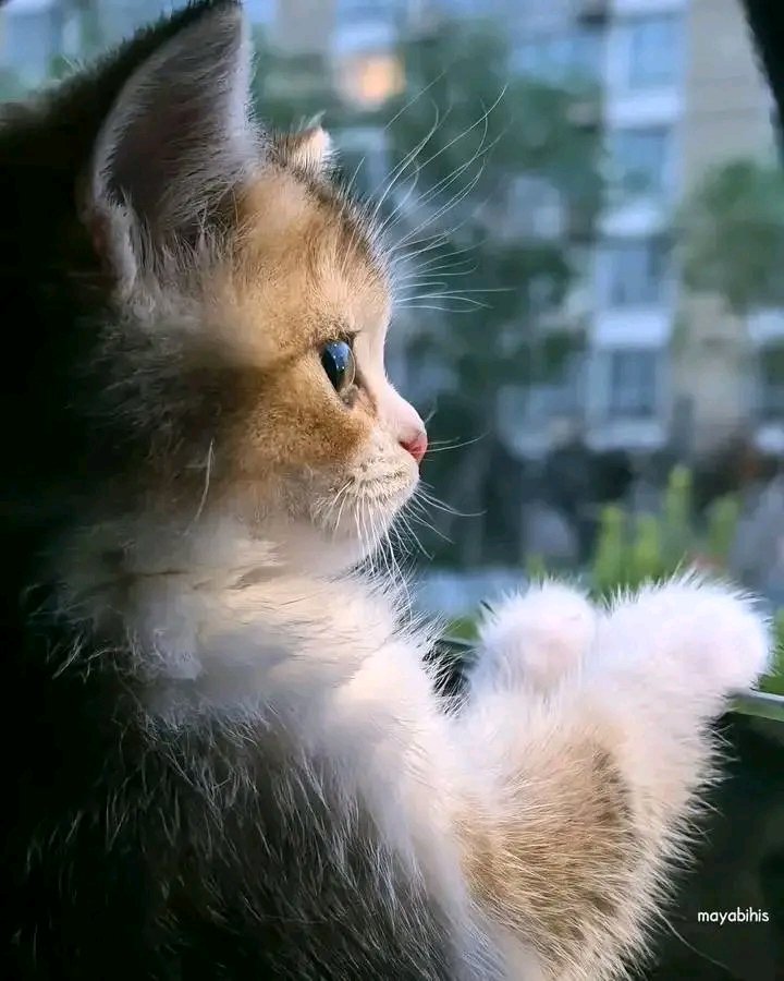 PochaSele1's tweet image. Rainy Day ☔