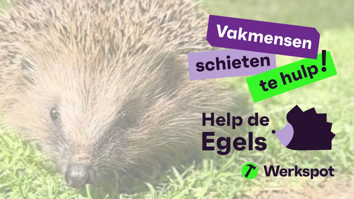 🦔 Vakmensen schieten te hulp… voor de egels!

Het aantal egels daalt snel 😢 
Samen met vakmensen delen we handige tips: 

🌿 Bouw een egelhuisje
🌿 Laat een klein gaatje in je schutting
🌿 Laat stukken tuin verwilderen

👉 Alle tips: werkspot.nl/blog/help-de-e… 

#HelpDeEgels