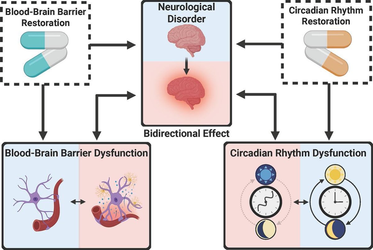 ADDReditors's tweet image. ADDR Open Access: The Intersection of Circadian Rhythms and the Blood-Brain Barrier with Drug Efficacy and Delivery in Neurological Disorders.
By Michal Toborek & coworkers @umiamimedicine
#BloodBrainBarrier #CircadianRhythm
kwnsfk27.r.eu-west-1.awstrack.me/L0/https:%2F%2…