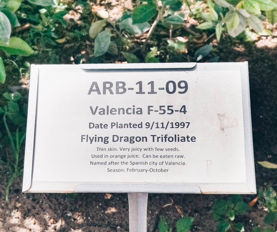 When you buy your #citrustree from a licensed Florida nursery, what you see on the tag is what you get!

🌐 For more information, visit: fdacs.gov/Agriculture-In…