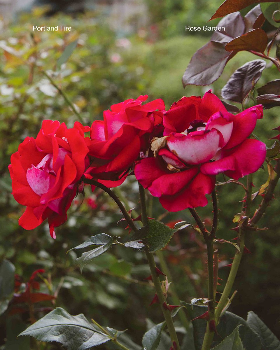 The city of roses. 

#PortlandFire #Reborn
