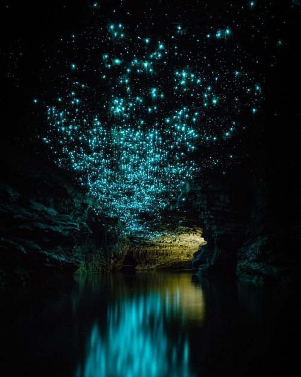 Tripadvisor's tweet image. What if we held hands in the glowworm cave in New Zealand? 💕🤭