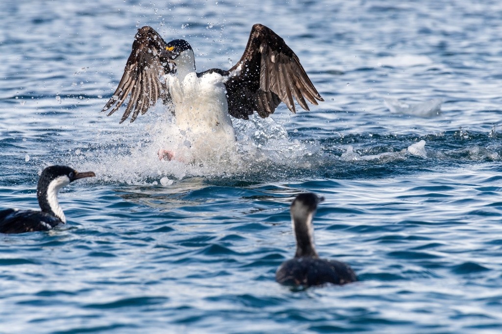 AntarcticaSouth's tweet image. 🌊 Nearly 1 in 5 Southern Ocean species is found in the South Orkney Islands! This remote sanctuary teems with life, krill, Adélie penguins, fur seals, deep-sea filter feeders - and hosts some of the richest Vulnerable Marine Ecosystems on Earth. 🐧🦐🦭
📷️ Shutterstock