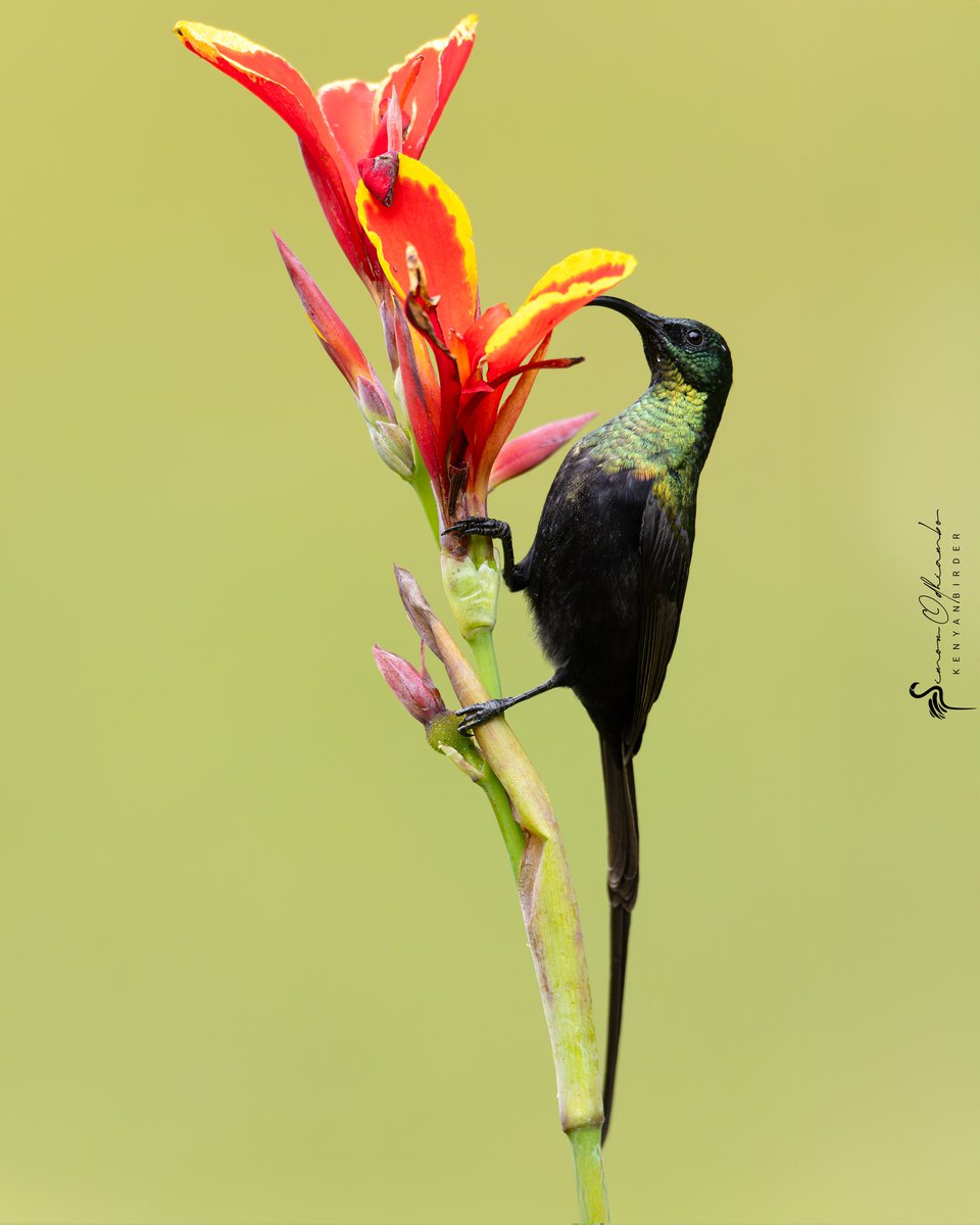 Kenyabirder's tweet image. Bronze Sunbird in Murang&apos;a