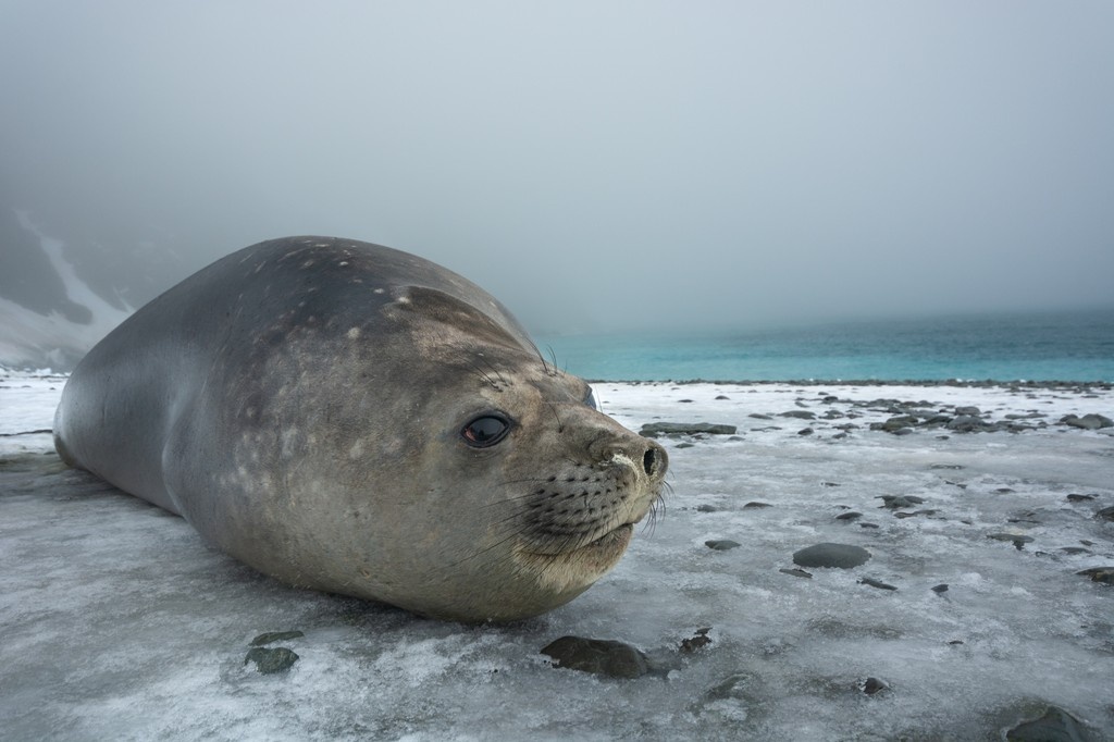 AntarcticaSouth's tweet image. 🌊 Nearly 1 in 5 Southern Ocean species is found in the South Orkney Islands! This remote sanctuary teems with life, krill, Adélie penguins, fur seals, deep-sea filter feeders - and hosts some of the richest Vulnerable Marine Ecosystems on Earth. 🐧🦐🦭
📷️ Shutterstock