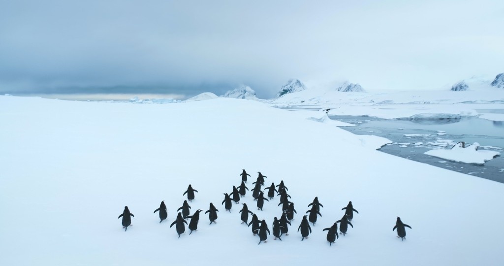 AntarcticaSouth's tweet image. 🌊 Nearly 1 in 5 Southern Ocean species is found in the South Orkney Islands! This remote sanctuary teems with life, krill, Adélie penguins, fur seals, deep-sea filter feeders - and hosts some of the richest Vulnerable Marine Ecosystems on Earth. 🐧🦐🦭
📷️ Shutterstock