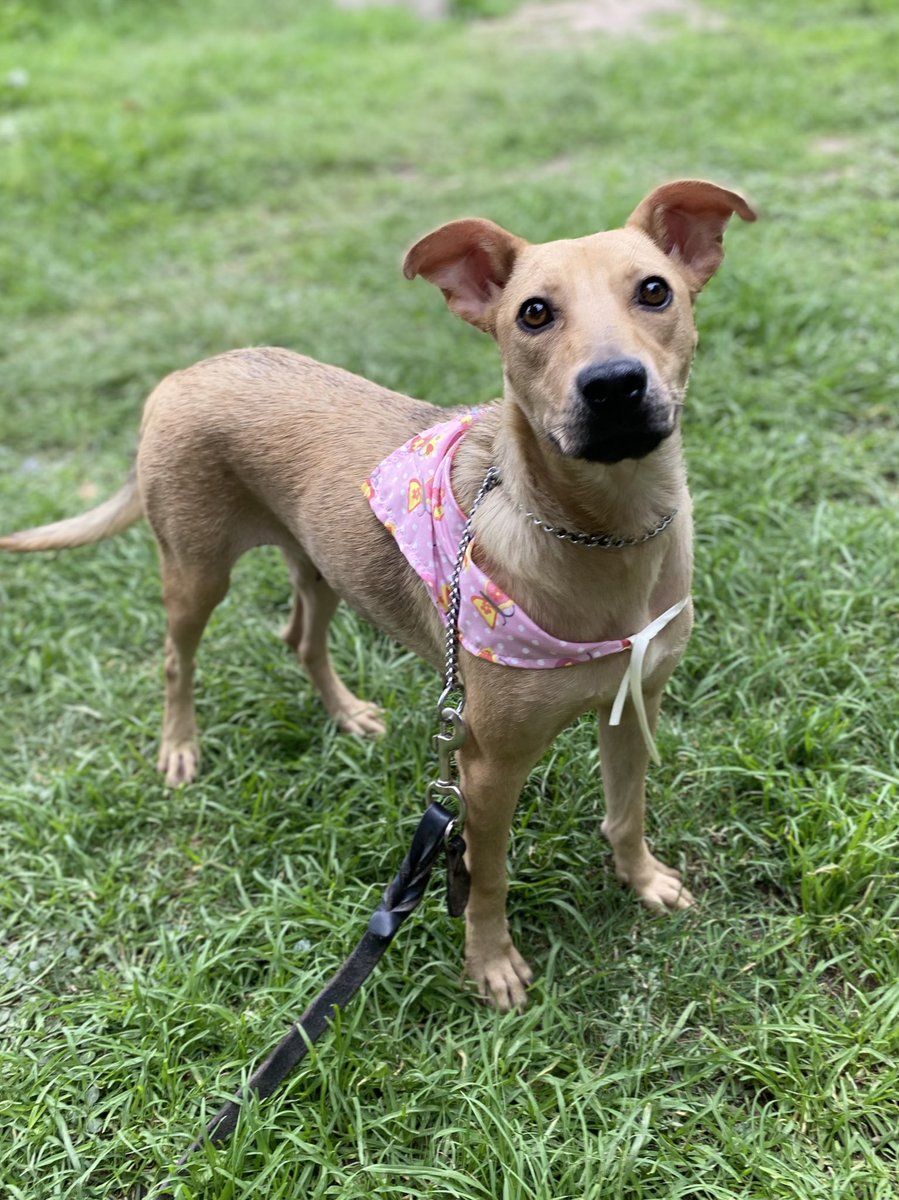 Soy Jazmín,una perrita rescatada.
Siempre viví en la calle,desde antes de cumplir el año tuve cachorros y más cachorros,muchos de ellos murieron y otros solo desaparecieron.🥺

Mis últimos bebés si lograron encontrar un hogar pero yo aún estoy esperando.

¿Me puedes adoptar?🥺🙏🏽