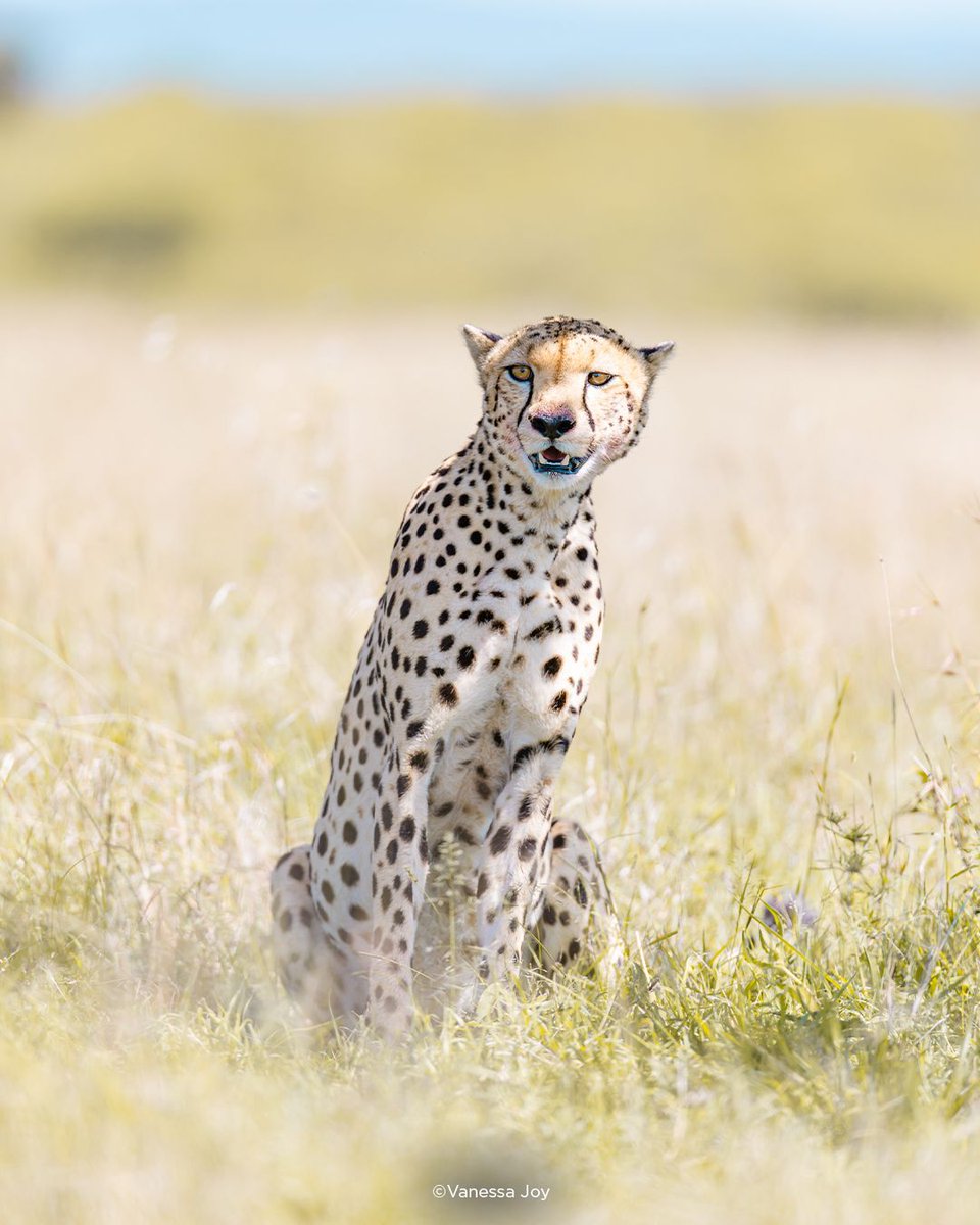 KelbyOne (@kelbyone) on Twitter photo 🦁📸 Have you checked out <a href="/Vanessa__Joy/">Vanessa Joy</a>'s wildlife photography class yet? We’d love to hear what you thought! Drop your biggest takeaway in the comments—or let us know if it’s still on your watchlist. 💬 Swipe through to see some of the incredible moments you’ll be learning to 🦁📸 Have you checked out <a href="/Vanessa__Joy/">Vanessa Joy</a>'s wildlife photography class yet? We’d love to hear what you thought! Drop your biggest takeaway in the comments—or let us know if it’s still on your watchlist. 💬 Swipe through to see some of the incredible moments you’ll be learning to