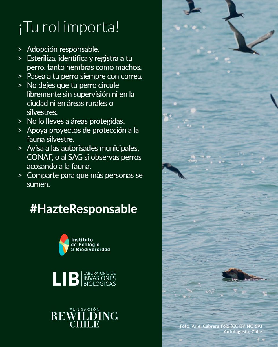 Contenido colaborativo junto a: Instituto de Ecología y Biodiversidad - IEB (<a href="/IEBChile/">Instituto de Ecología y Biodiversidad - IEB</a>)  &amp; Laboratorio de Invasiones Biológicas - LIB (<a href="/LIB_UDEC/">LIB</a>)