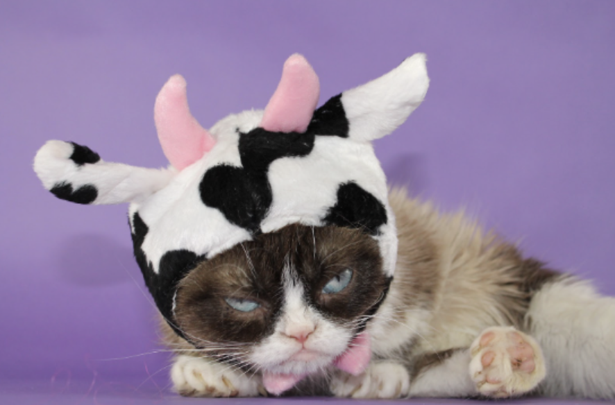 grumpycatcoin's tweet image. Moo’d to zero.