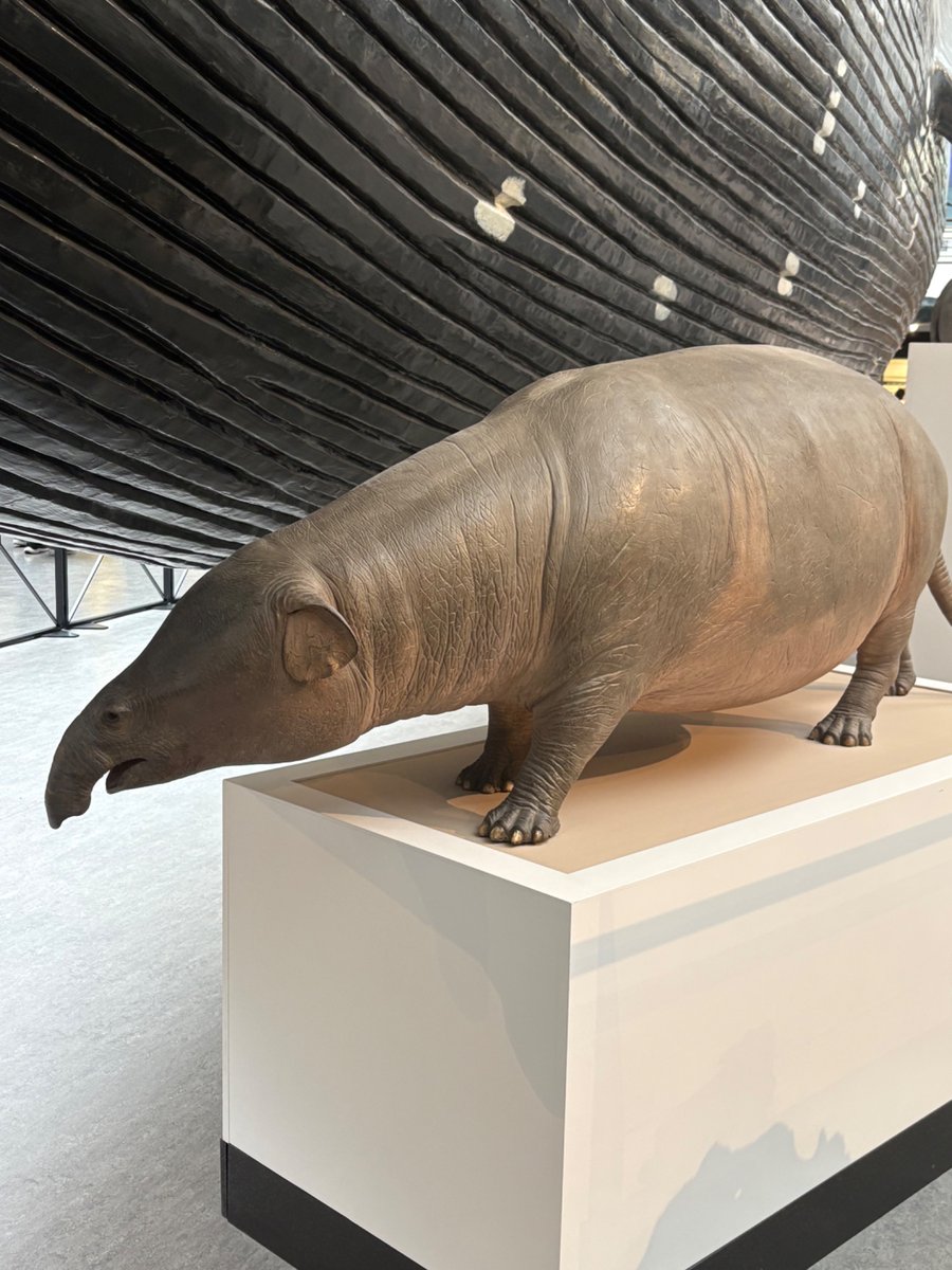 The_PebbIe's tweet photo. I’d bully the fuck out of this animal If it wasn’t extinct https://t.co/5eIasSQqoY