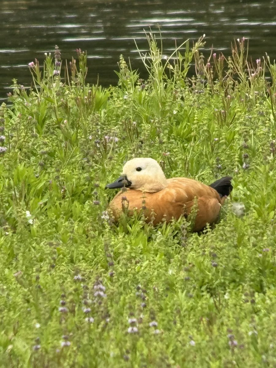 The Ruddy Shelduck is still present at Sevenoaks Wildfowl Reserve today. A bit of a walk as the car park and reserve centre is still closed. A nice detour though after my Heathrow Airport journey!