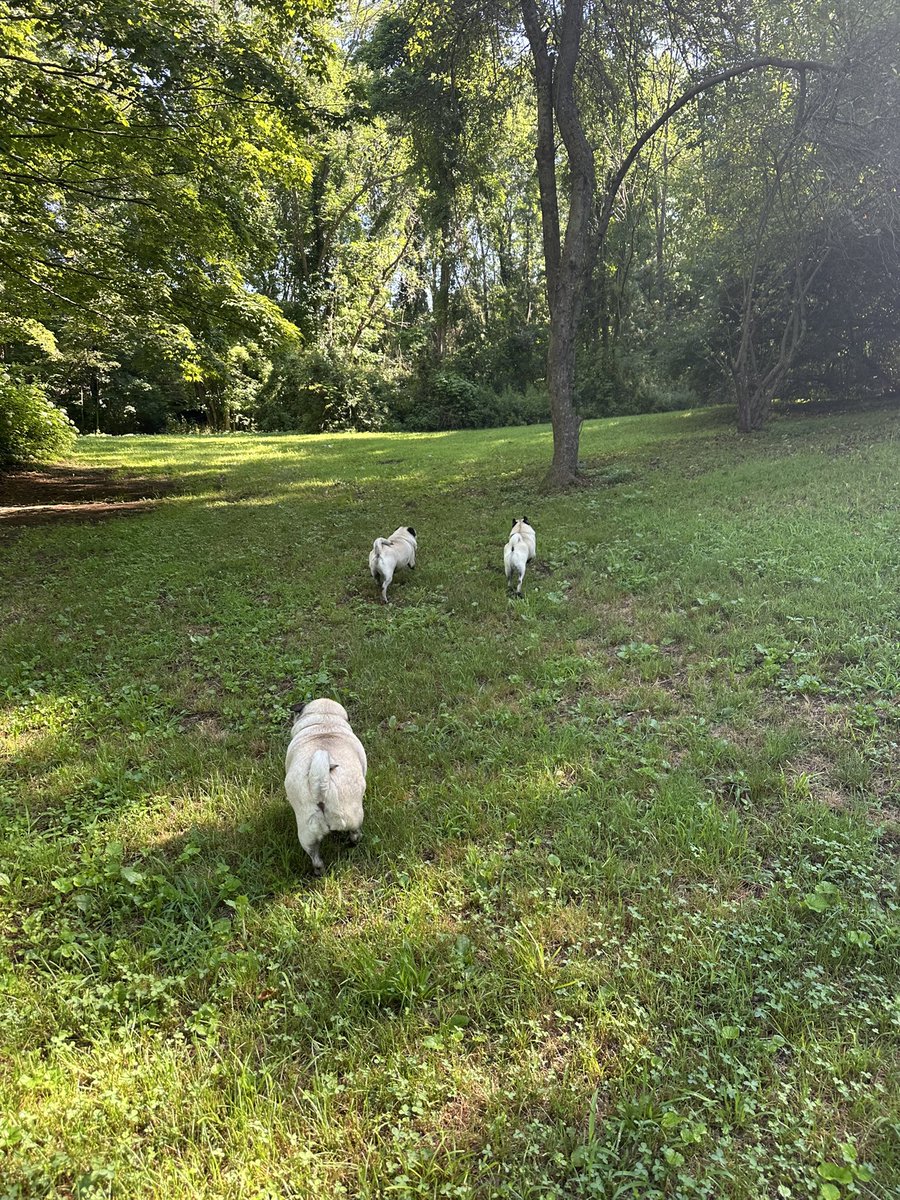 LisaAlesci's tweet image. This morning’s pug run about the property. Nick, Nora, and baby Bruce. 🐾🥰