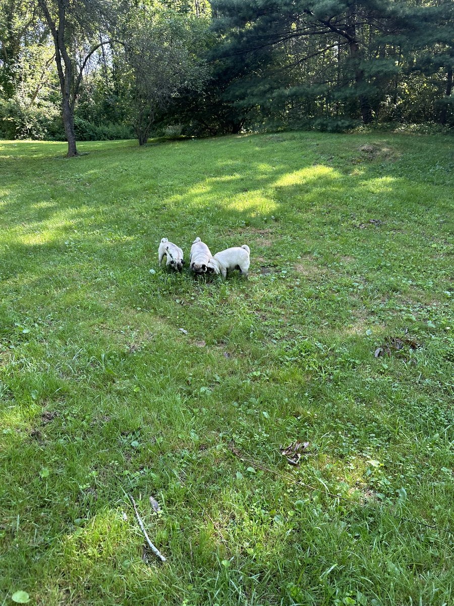 LisaAlesci's tweet image. This morning’s pug run about the property. Nick, Nora, and baby Bruce. 🐾🥰
