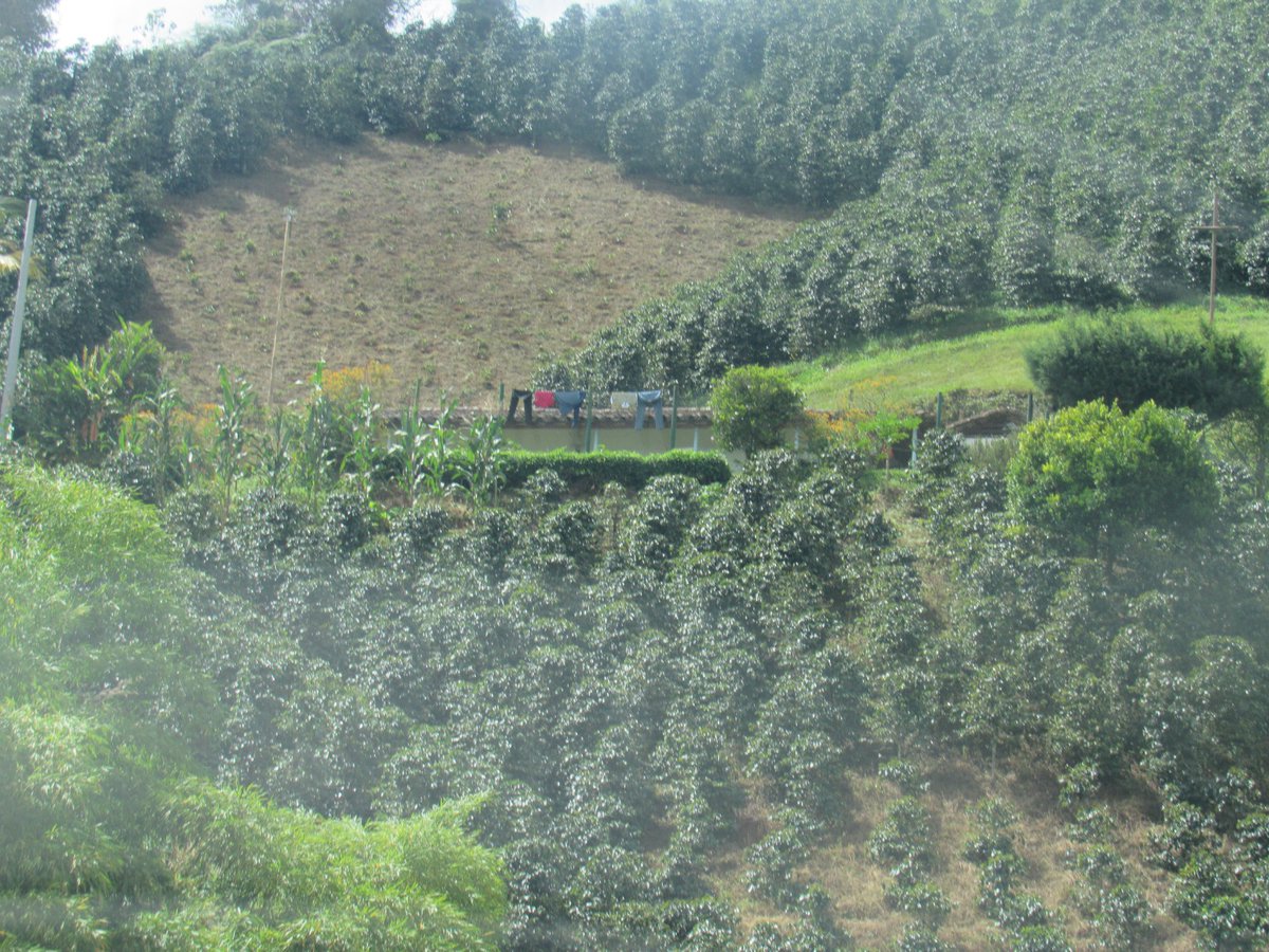 soydeituango's tweet photo. #Escriben tocó zoquiar un lote del cultivo de café ☕ #Renovar  @FedeCafeteros @GermanBahamon https://t.co/CZDk1dawFJ