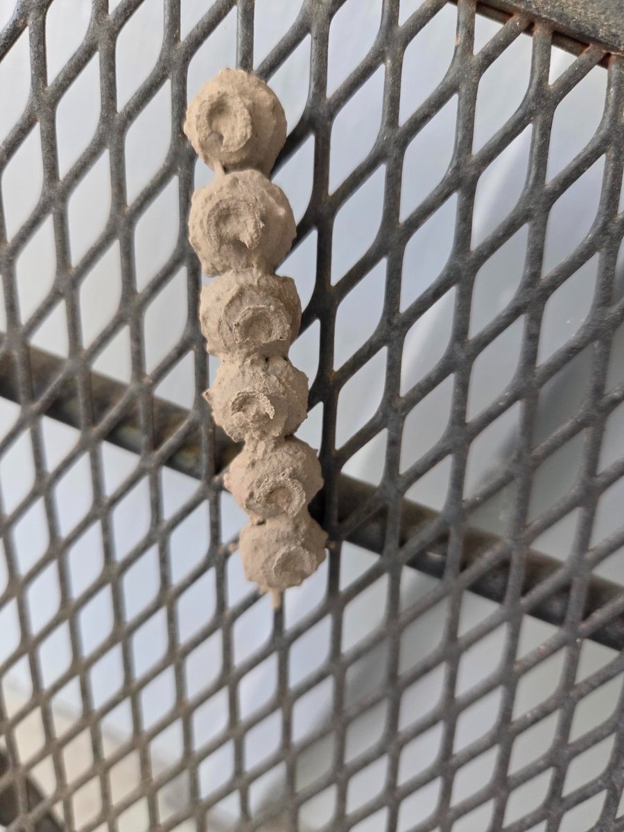 K-State Department of Entomology (@kstateentom) on Twitter photo Image sent in to our entomology.ksu.edu/id program. 
Potter wasp nests.  Each one contains a developing wasp and is likely provisioned with paralyzed caterpillars or beetle larvae for the young wasp to eat. Image sent in to our entomology.ksu.edu/id program. 
Potter wasp nests.  Each one contains a developing wasp and is likely provisioned with paralyzed caterpillars or beetle larvae for the young wasp to eat.
