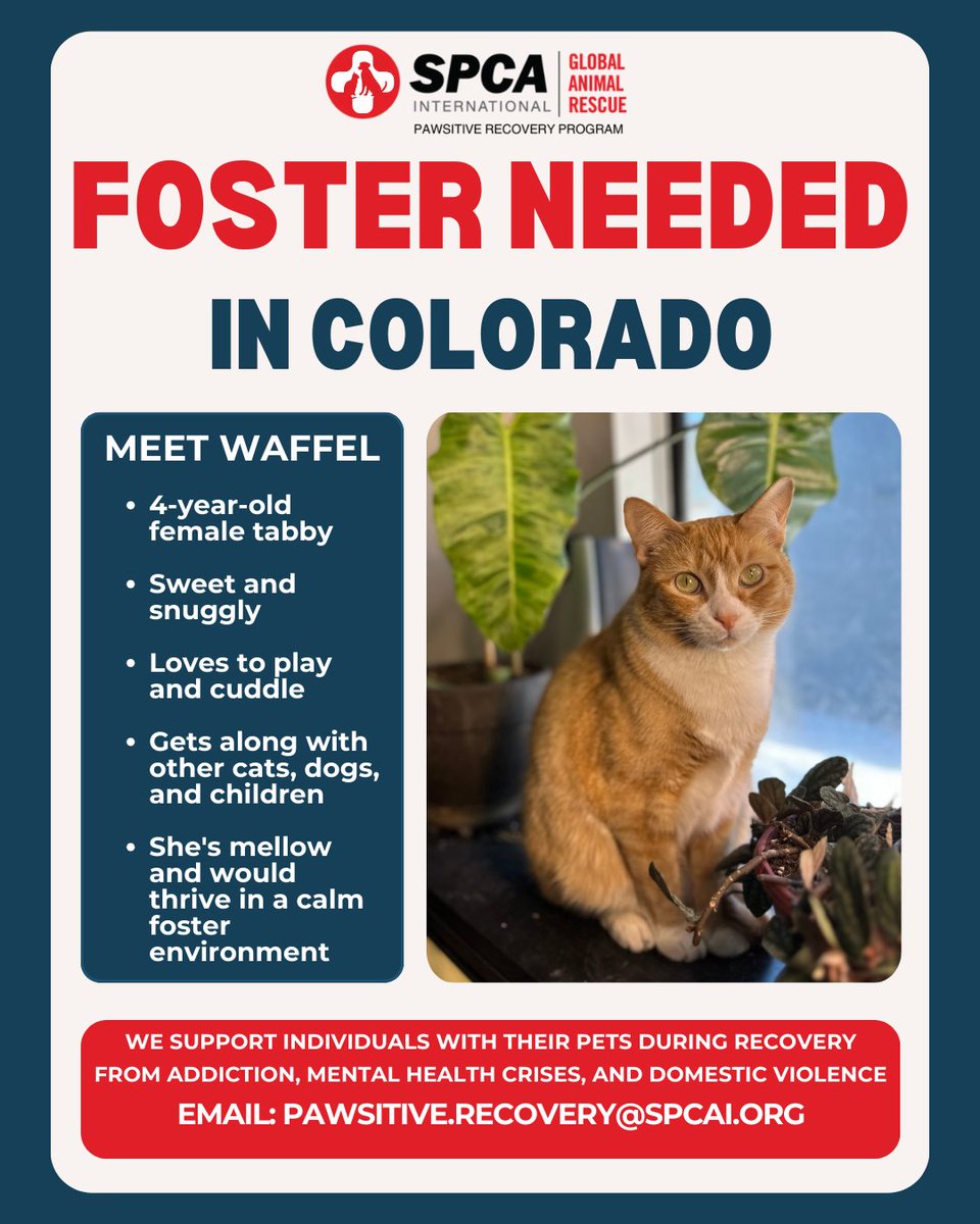 🐾 Foster Needed Near Denver, CO! Meet Waffle, a sweet 4-year-old tabby needing a foster home for 2 months. Interested? Email: Pawsitive.Recovery@SPCAI.org #SPCAI #FosterNeeded #DenverCats #AdoptDontShop