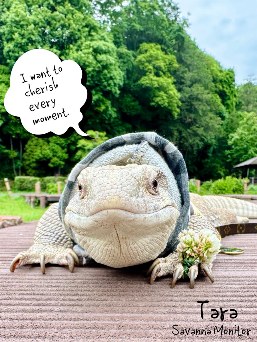 BitterCandy_LG's tweet image. シロツメクサのお花
はいどうぞ
| ‹:)ꕀ✿
 #サバモニ  #サバンナモニター
