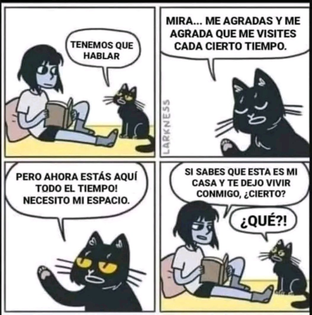 tiofelino2's tweet image. ¿¿¿LA CASA NO ES MIA 🐱???