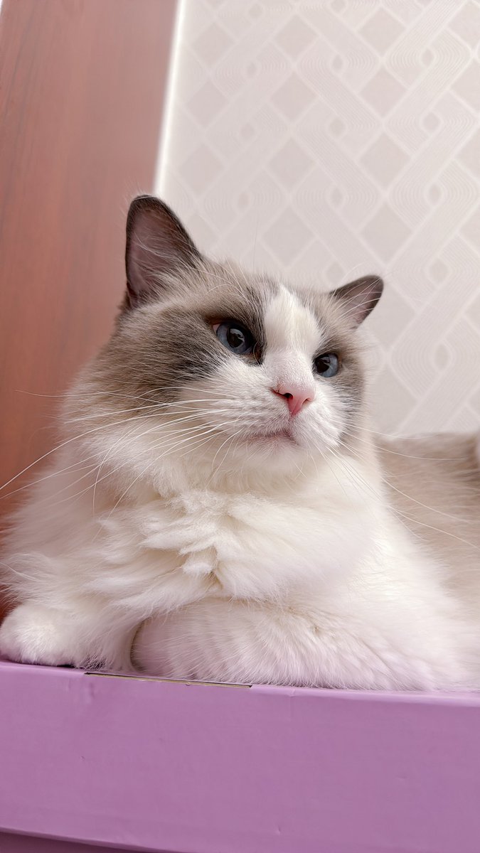 なんでそんなに可愛いんや😍🩷
#ラグドール
#ほたて2025