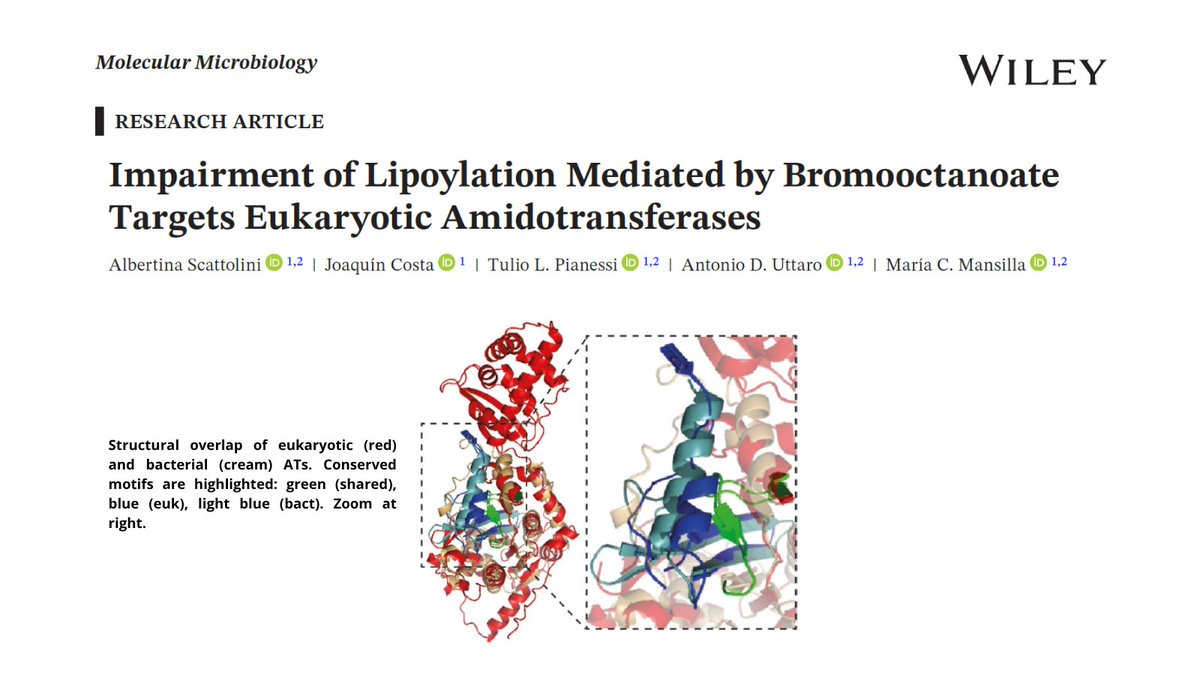 IBR_CONICET's tweet image. 👉New paper in #MolecularMicrobiology
Study led by @CeciliaMV67 & Antonio Uttaro shows how bromooctanoate blocks ancient amidotransferases in Capsaspora and #Plasmodium, revealing insights into #lipoate metabolism #evolution. Congrats!
Read more🔗 doi.org/10.1111/mmi.70…